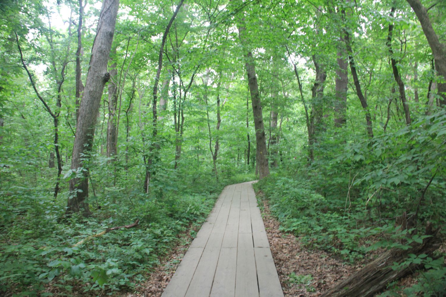 Starved Rock 